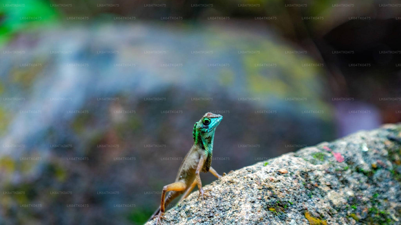 Vogelbeobachtung im Sinharaja-Regenwald