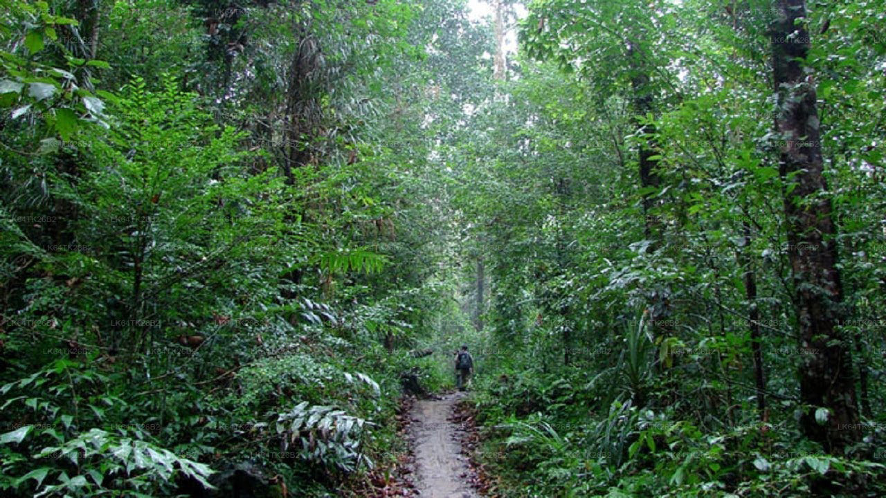 Wanderung zum Löwenfelsen vom Sinharaja-Regenwald aus