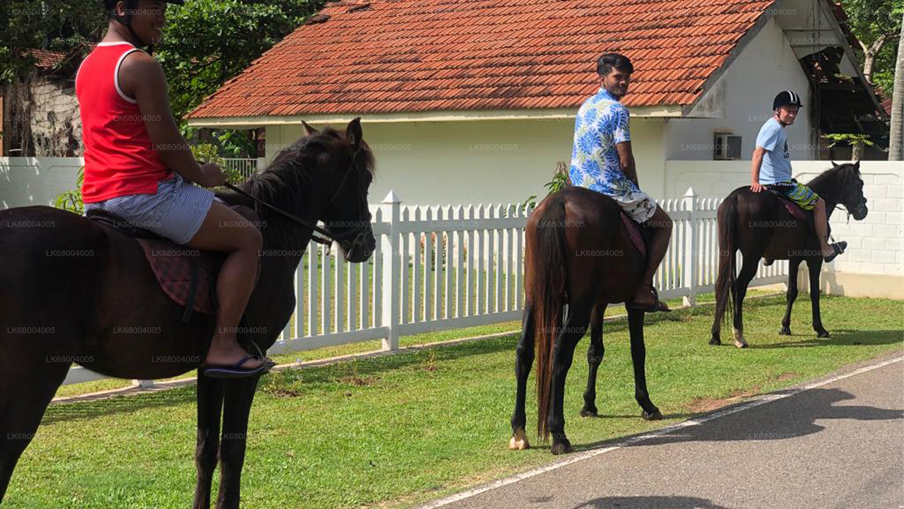 Reiten für Profis aus Negombo