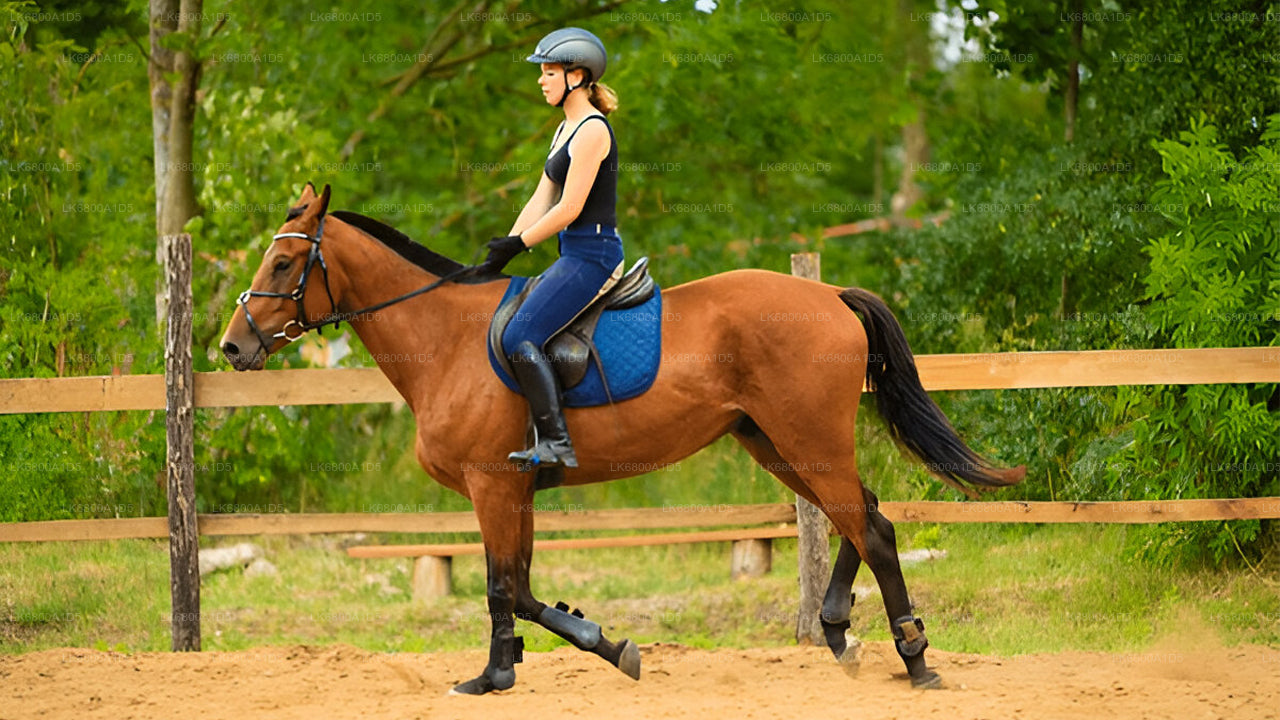 Reiten ab Dambulla