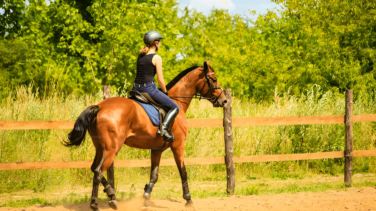 Reiten ab Dambulla