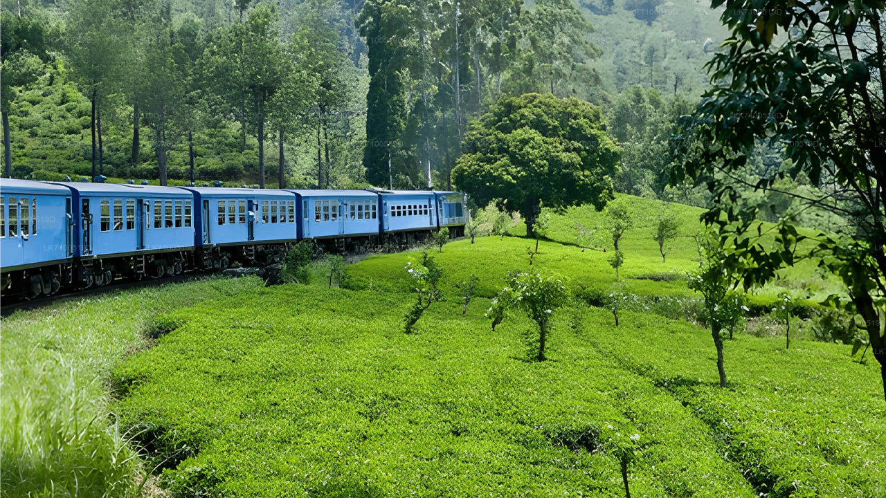 Ella to Ambewela train ride on (Train № 1005/1015)