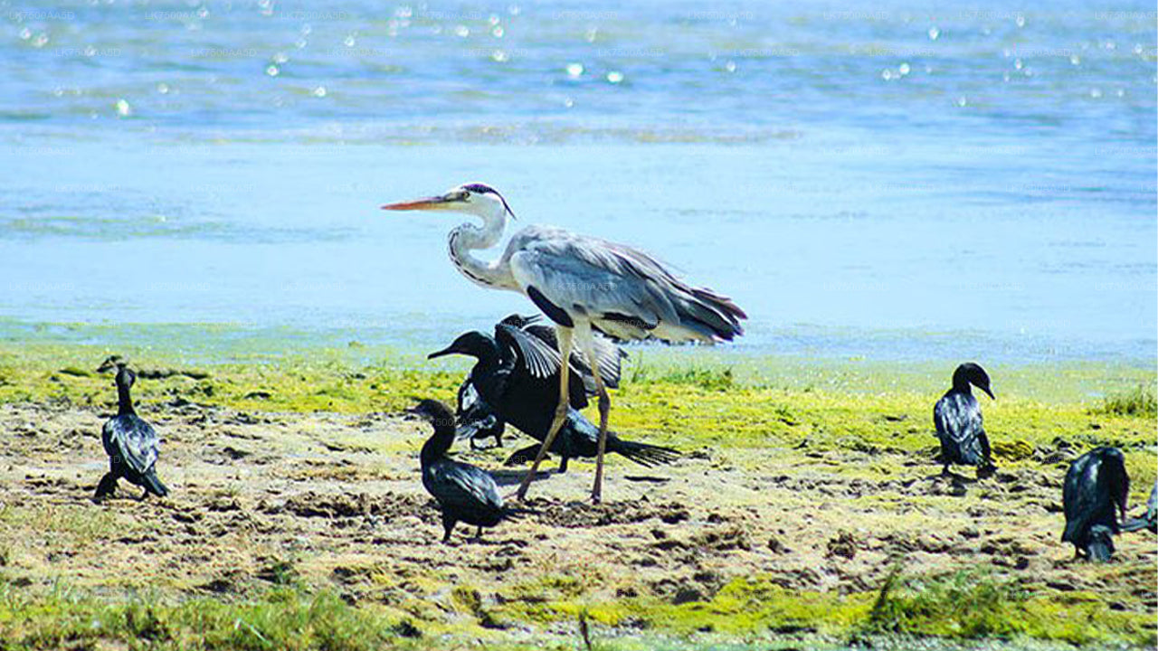 Vogelbeobachtungs- und Wildtiertour (6 Tage)
