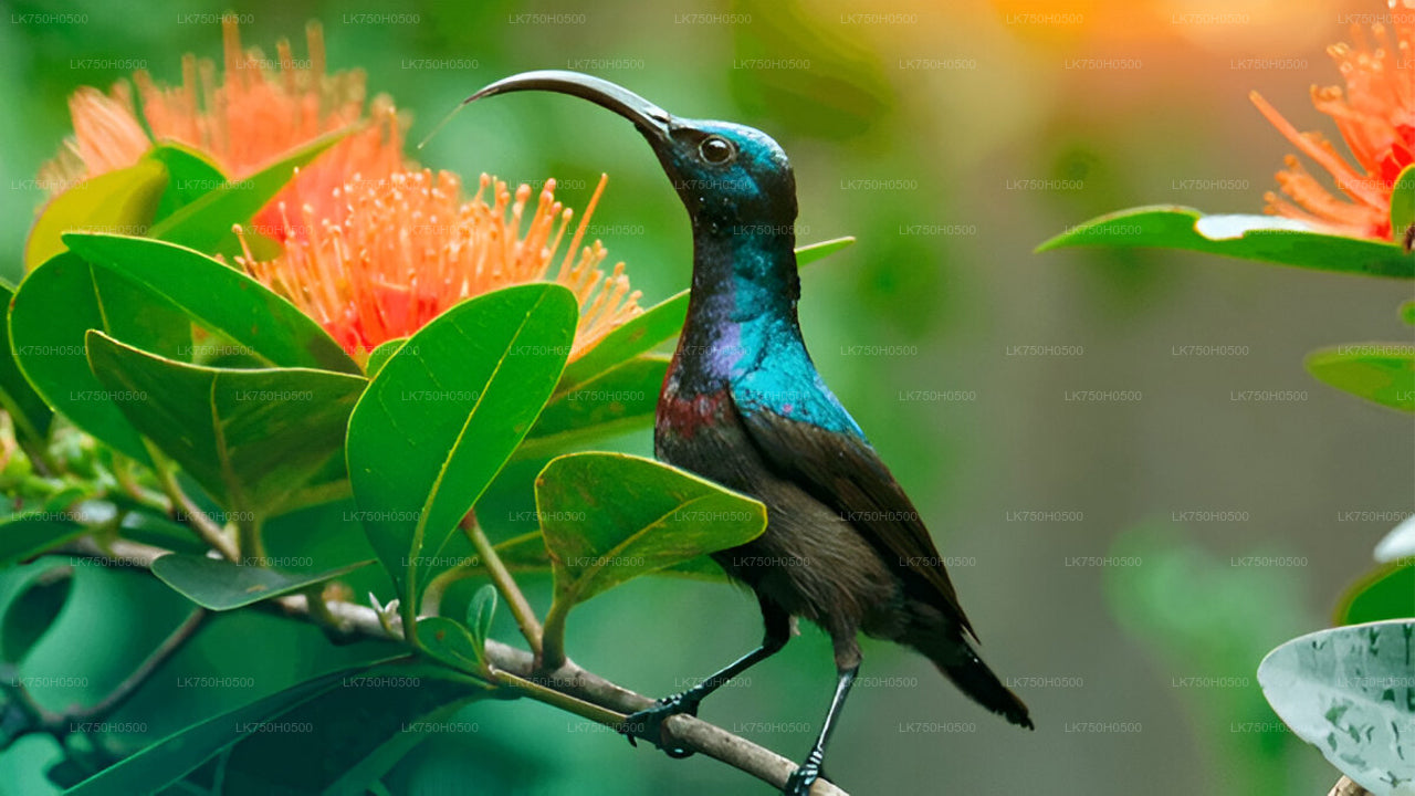 Vogelbeobachtungssafari im Udawalawe-Nationalpark von Colombo aus