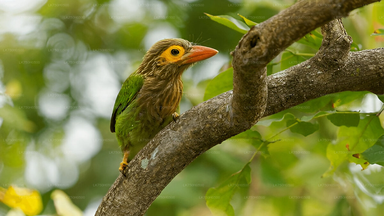Vogelbeobachtungssafari im Udawalawe-Nationalpark von Colombo aus