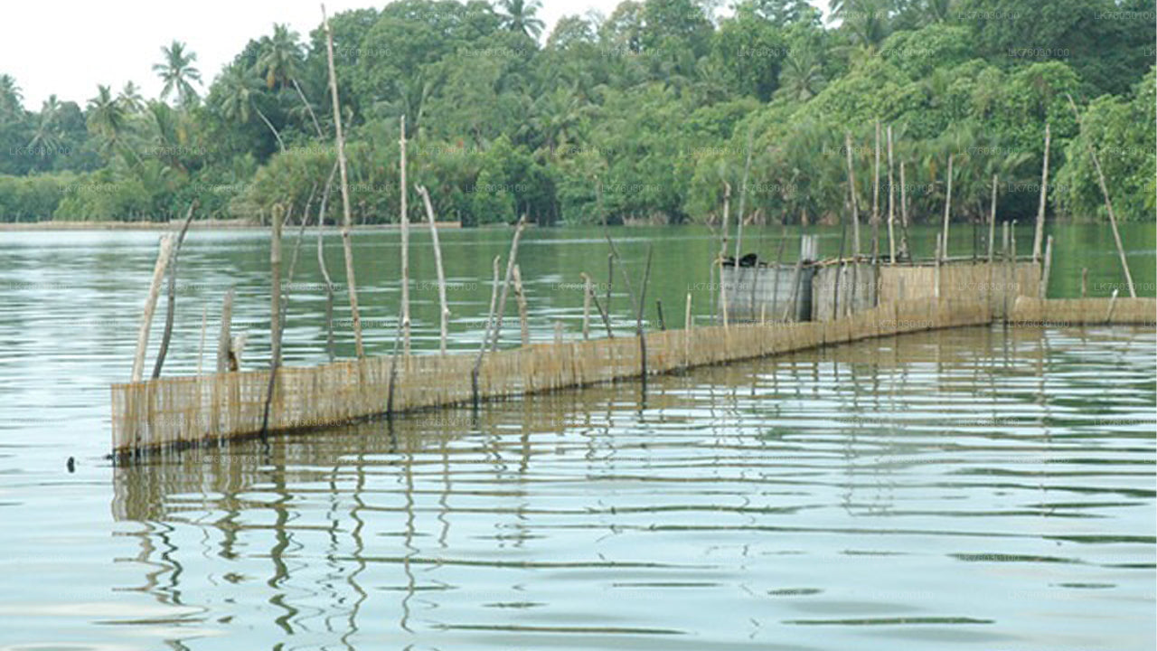 Bootssafari auf dem Madu-Fluss