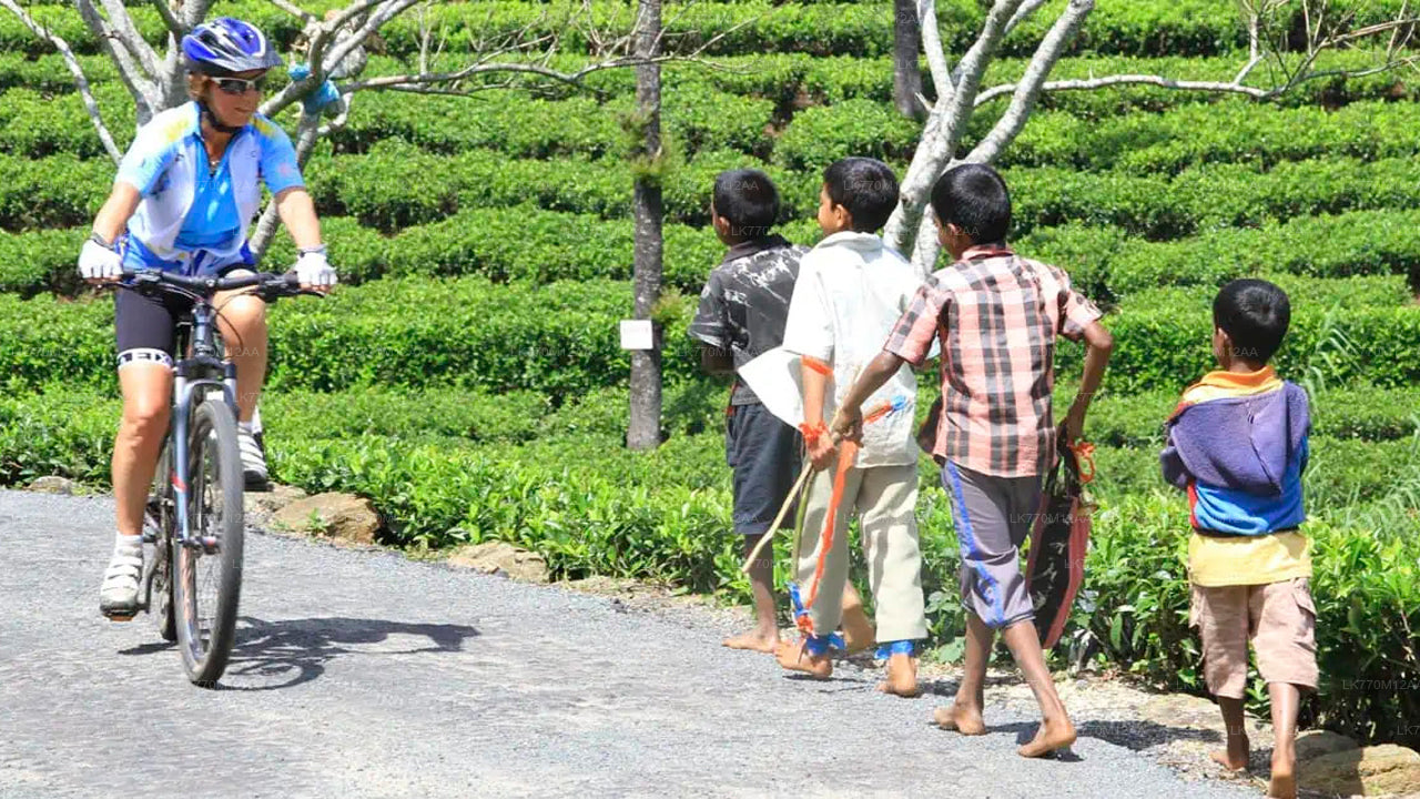 Mit dem Fahrrad zu den Teefeldern von Ella