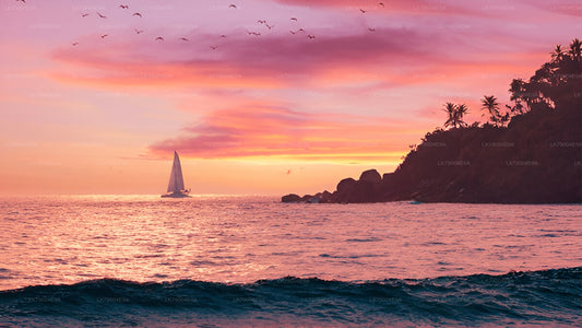 Walbeobachtungs-Segelkreuzfahrt ab Mirissa