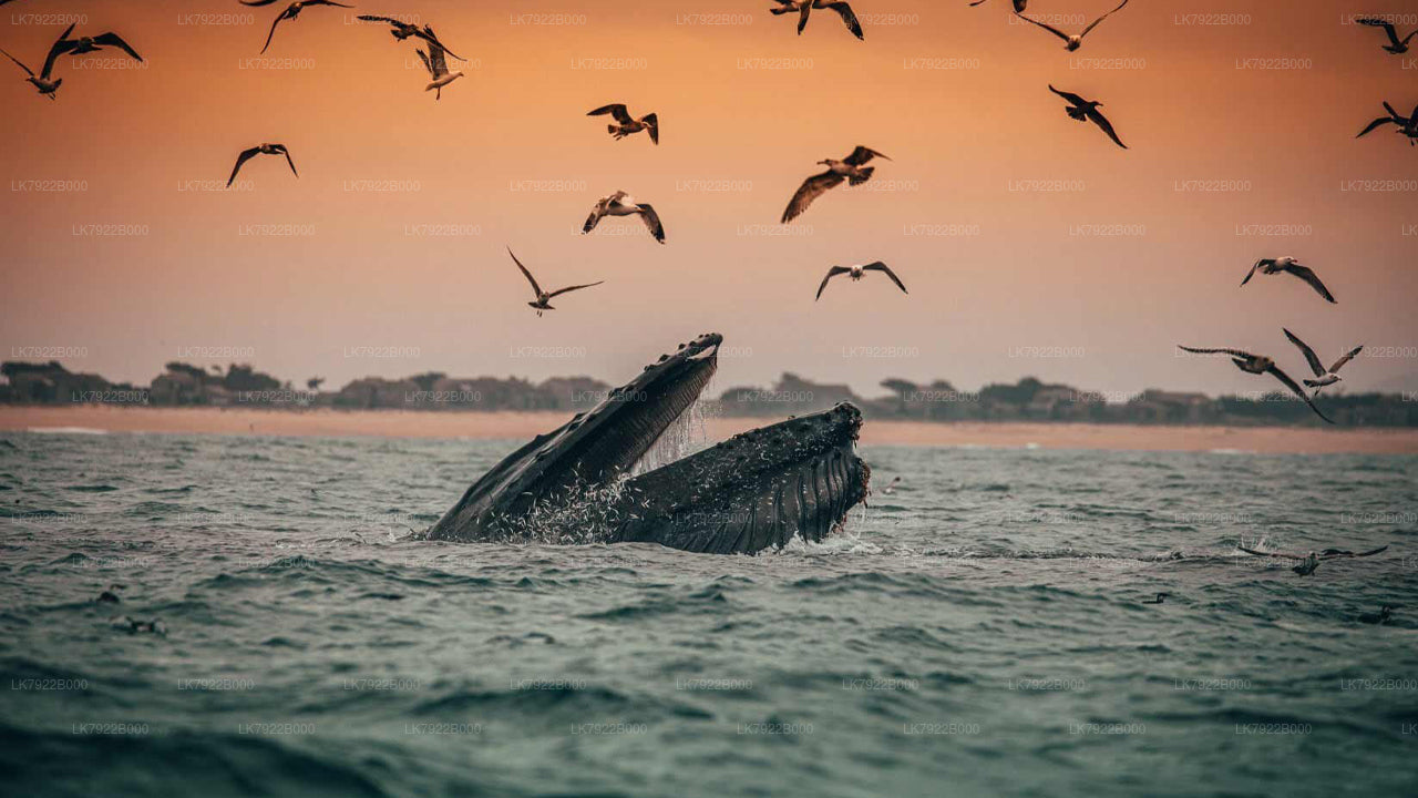 Walbeobachtungs-Yachttour bei Sonnenuntergang ab Trincomalee