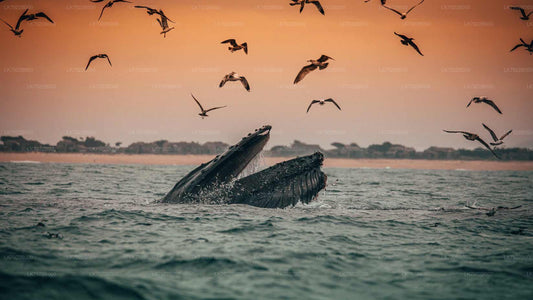 Walbeobachtungs-Yachttour bei Sonnenuntergang ab Trincomalee
