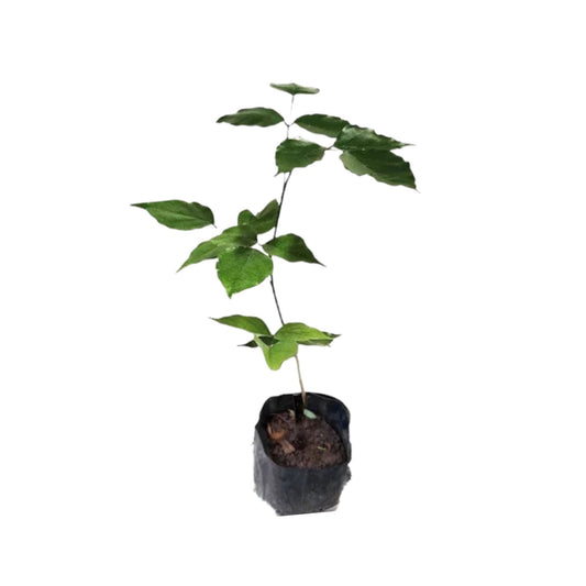 Lakpura Indische Buche (Magul Karada) Pflanze