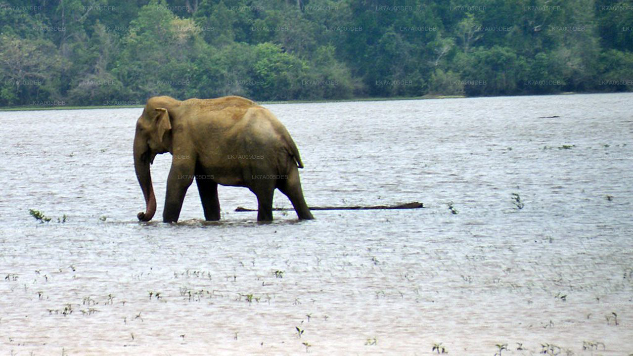 Eintrittskarte für den Lahugala-Kitulana-Nationalpark