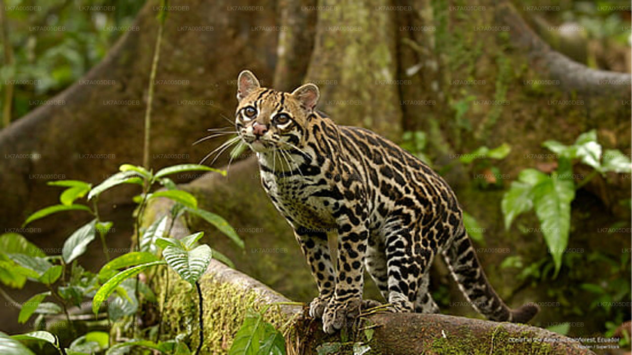 Eintrittskarte für den Lahugala-Kitulana-Nationalpark