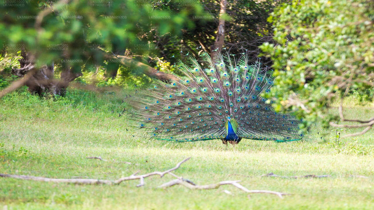 Eintrittskarte für den Lahugala-Kitulana-Nationalpark
