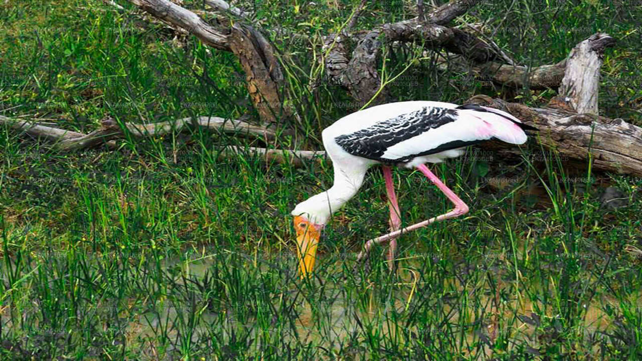 Eintrittskarte für den Lahugala-Kitulana-Nationalpark