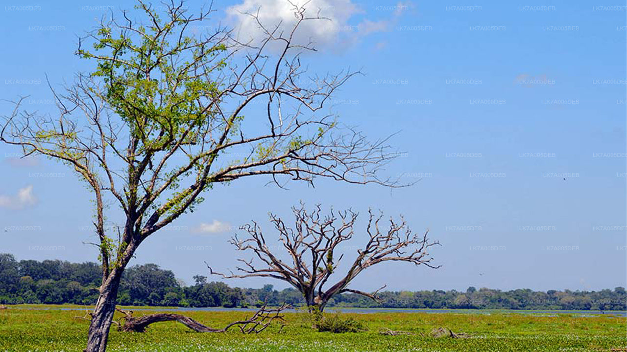 Eintrittskarte für den Lahugala-Kitulana-Nationalpark