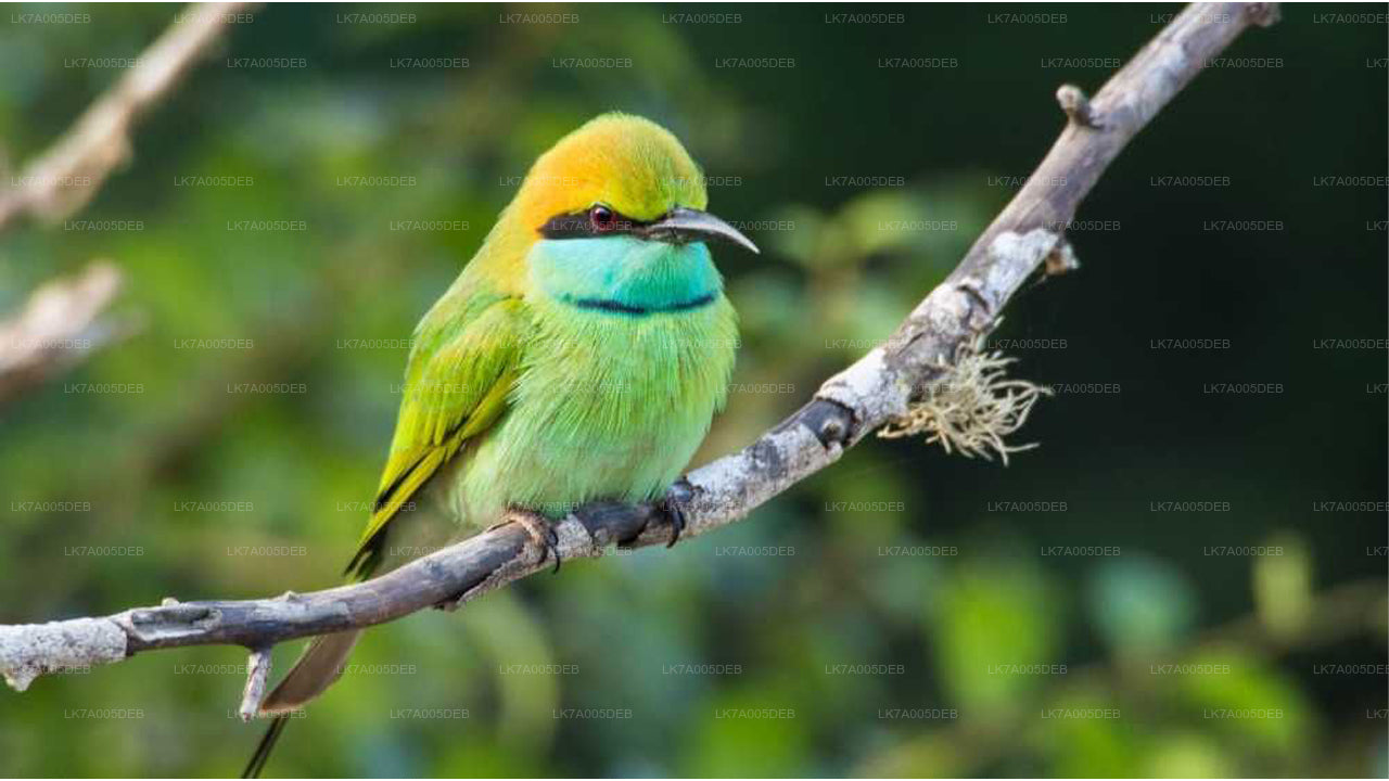 Eintrittskarte für den Lahugala-Kitulana-Nationalpark