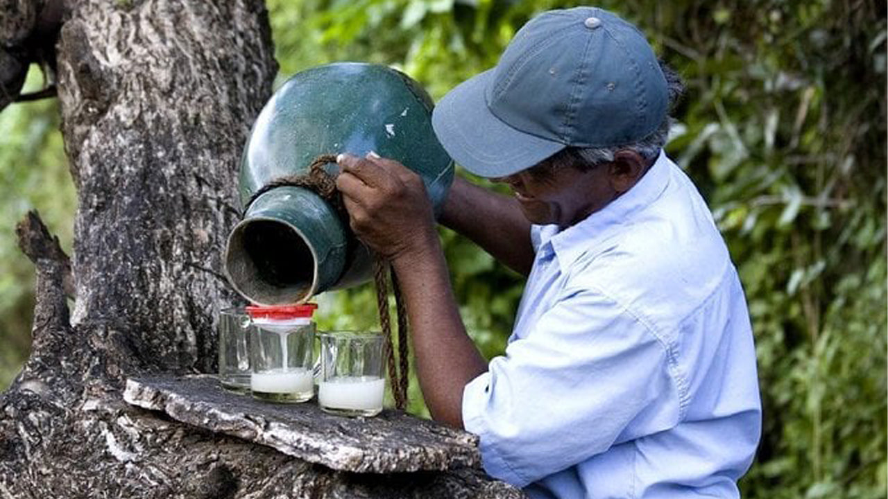 Toddy-Erkundungstour ab Negombo