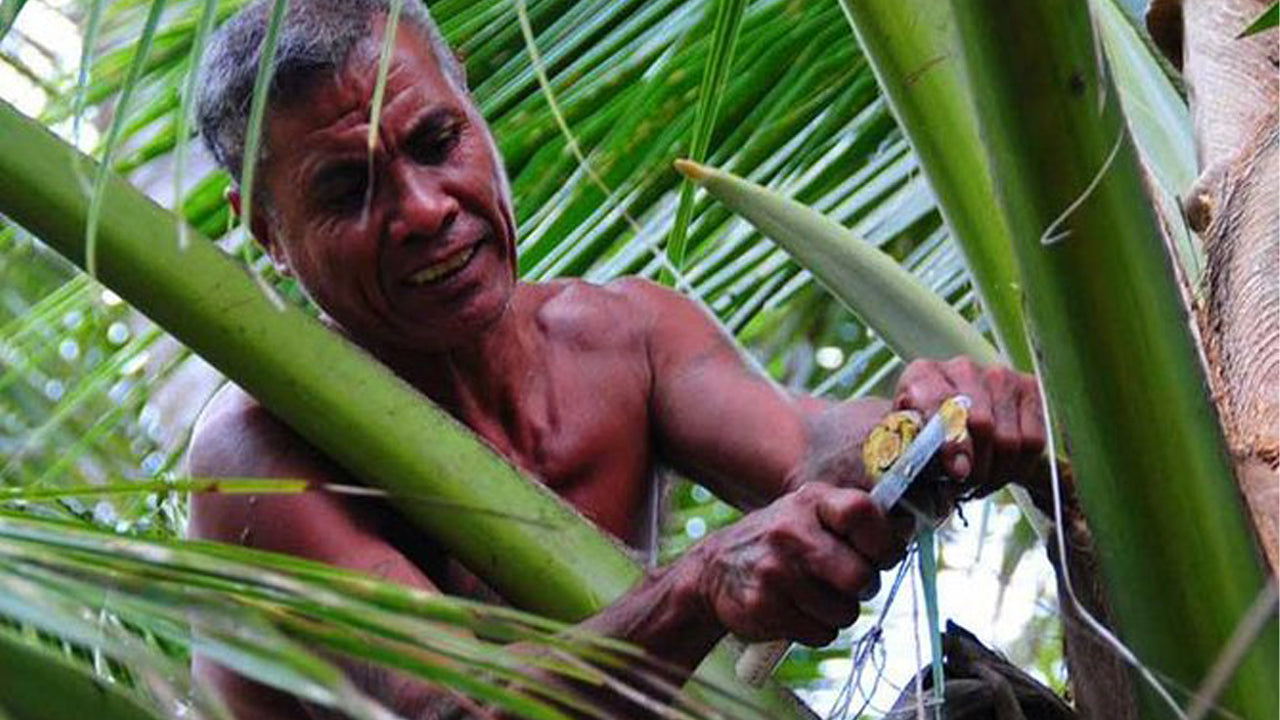 Toddy-Erkundungstour ab Negombo