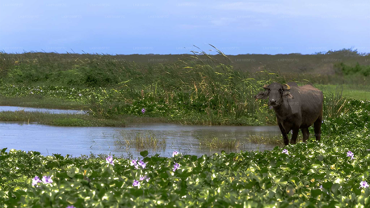 Bundala Nationalpark-Safari ab Hafen von Hambantota