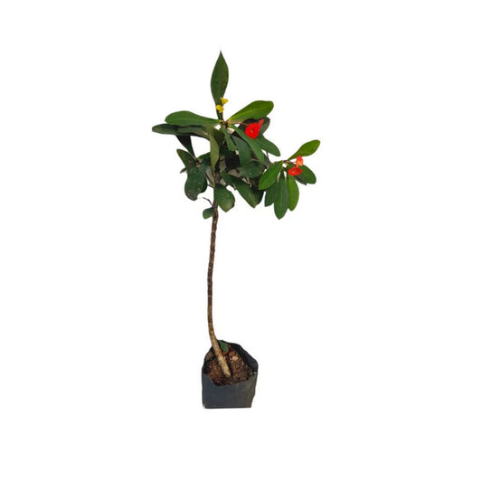 Lakpura Euphorbia Pflanze