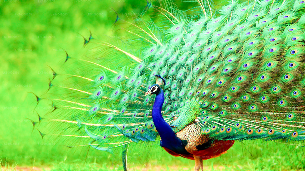 Gemeinsame Safari im Bundala-Nationalpark