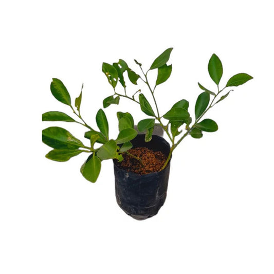 Lakpura Calamansi (Thai Dehi) Pflanze