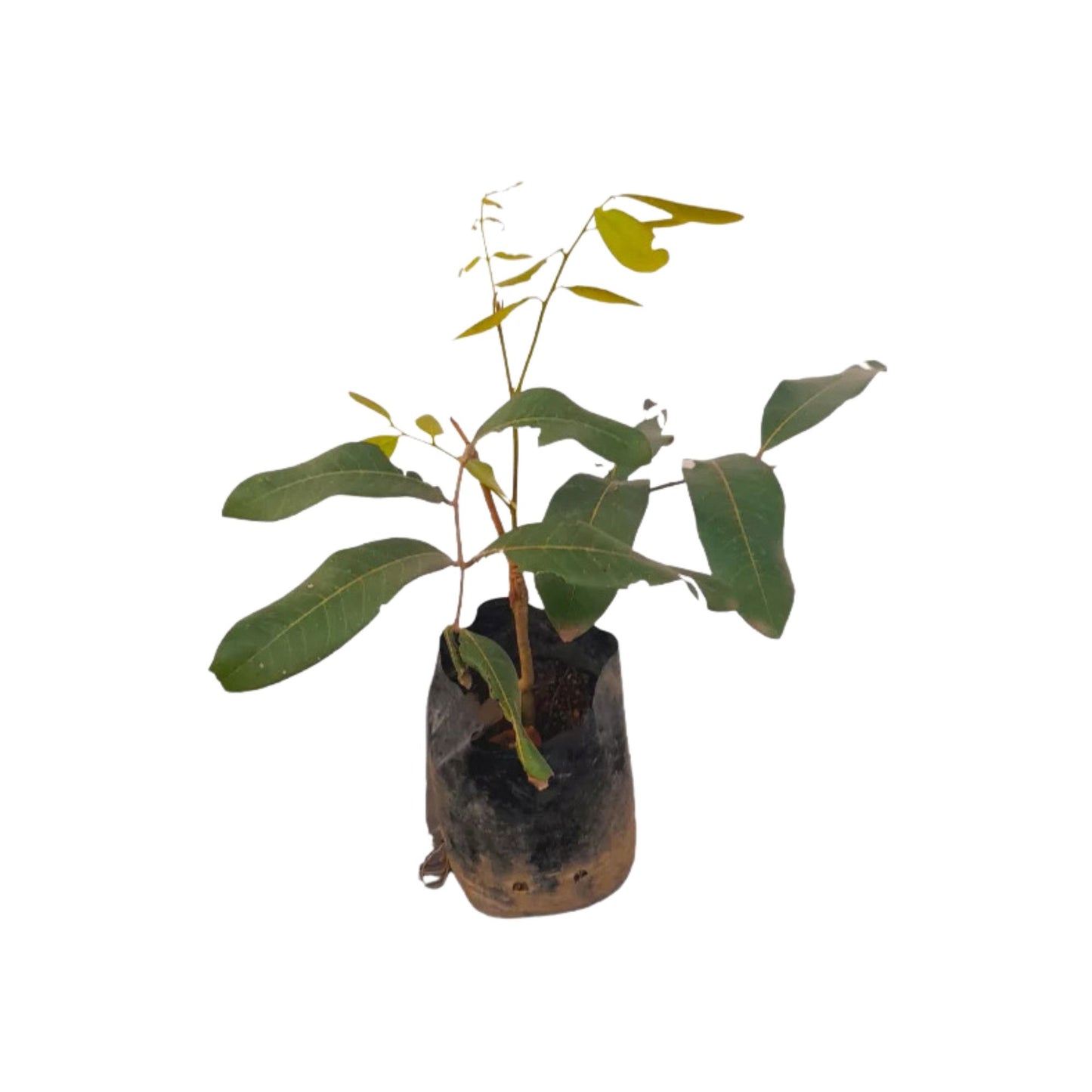 Lakpura Süßer Longan (Pani Mora) Pflanze