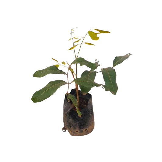 Lakpura Süßer Longan (Pani Mora) Pflanze