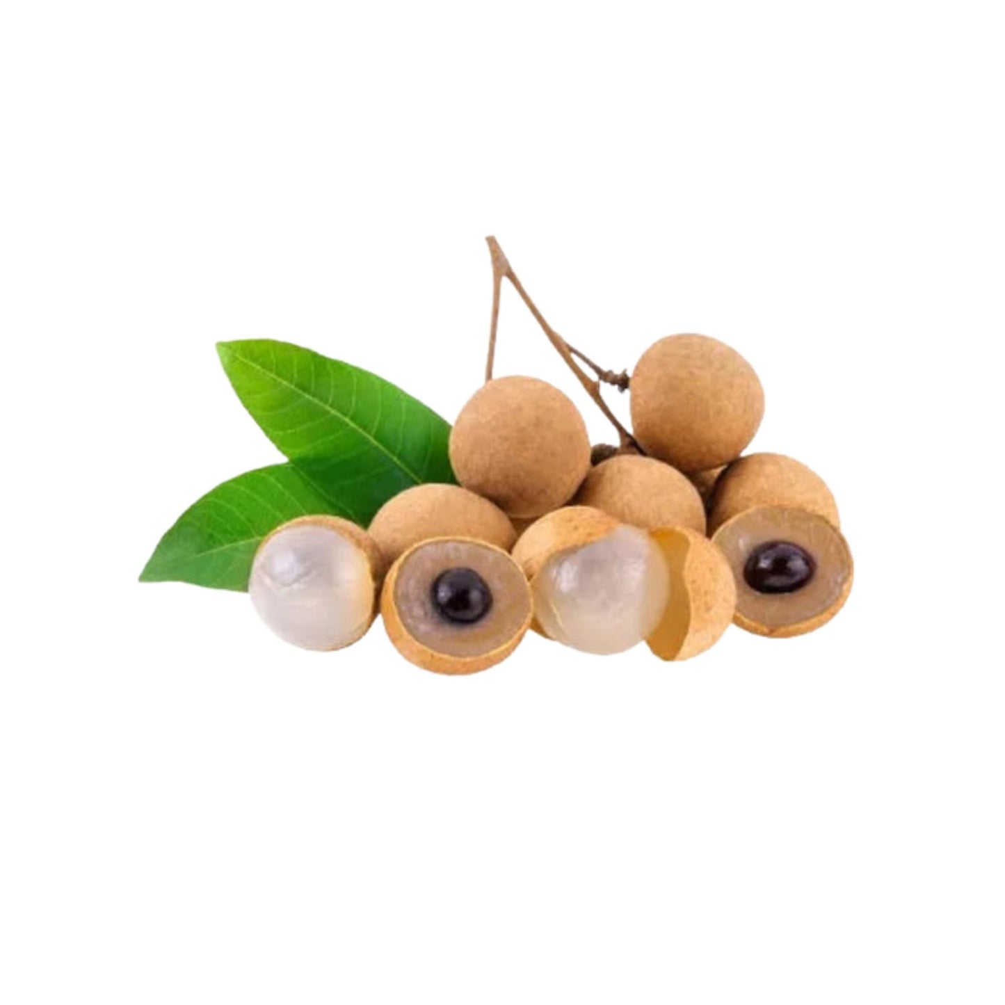 Lakpura Süßer Longan (Pani Mora) Pflanze