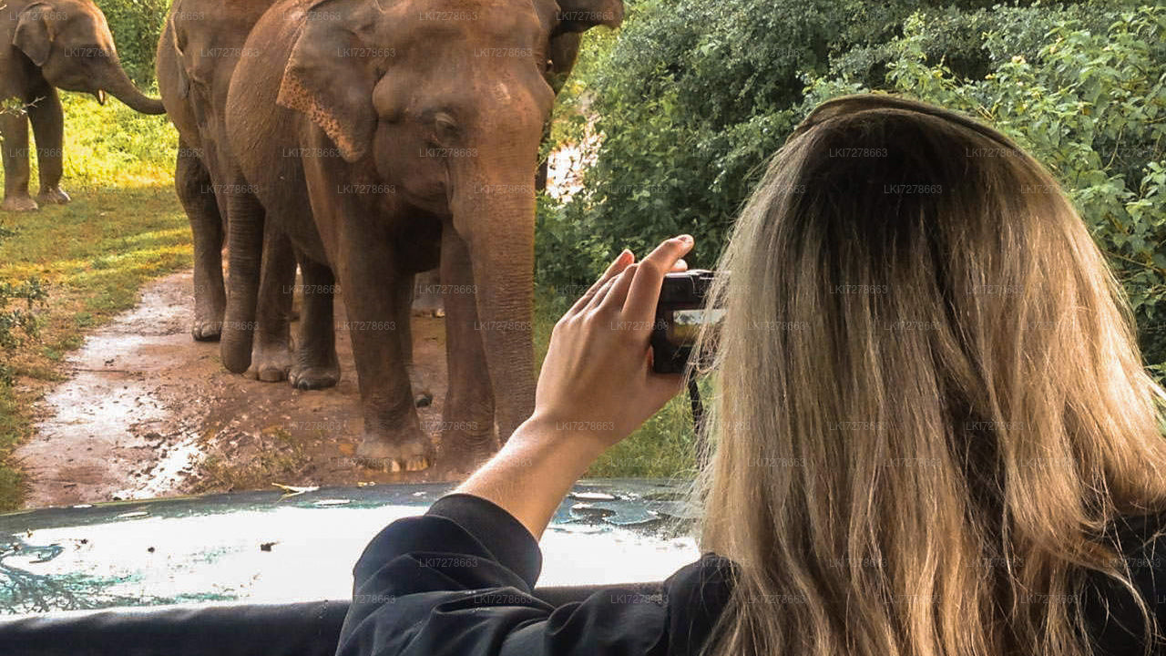 Sigiriya-Felsen, Dambulla und Wildelefanten-Safari ab Colombo