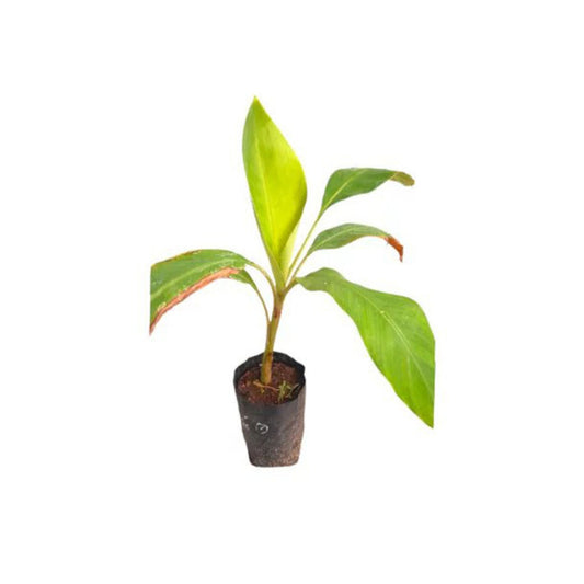 Lakpura Kolikuttu Bananenpflanze