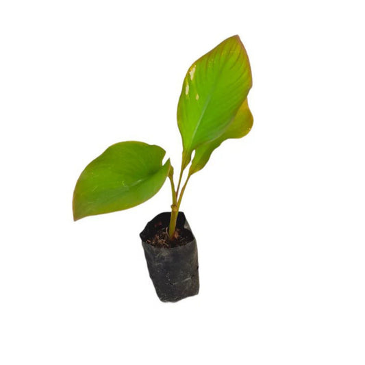 Lakpura Ambun Bananenpflanze