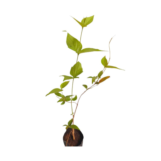 Lakpura Nachtblühende Jasminpflanze (Sepalika)