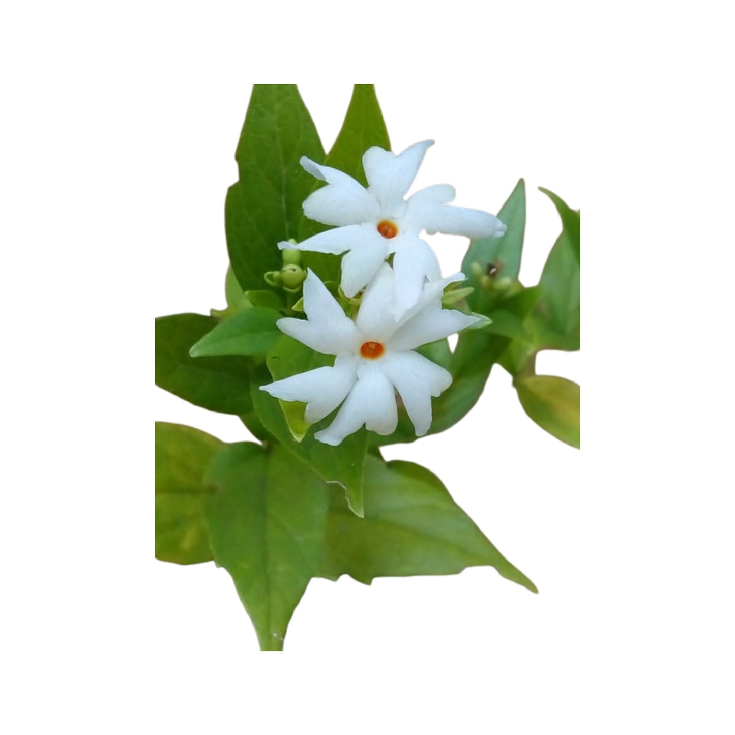 Lakpura Nachtblühende Jasminpflanze (Sepalika)