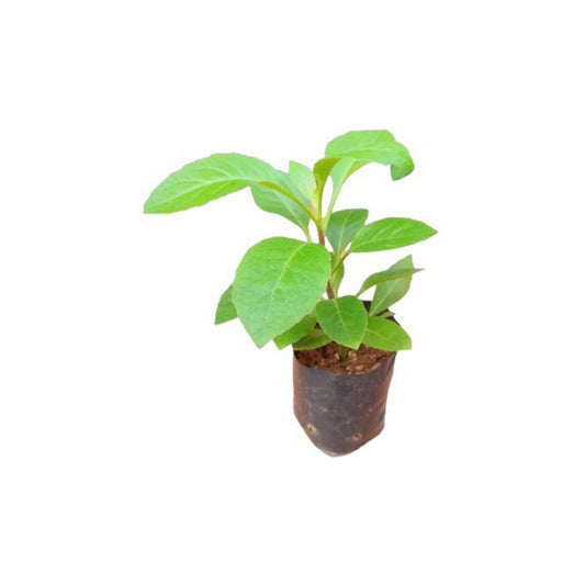 Lakpura-Insulinpflanze (Cheena Niwithi).