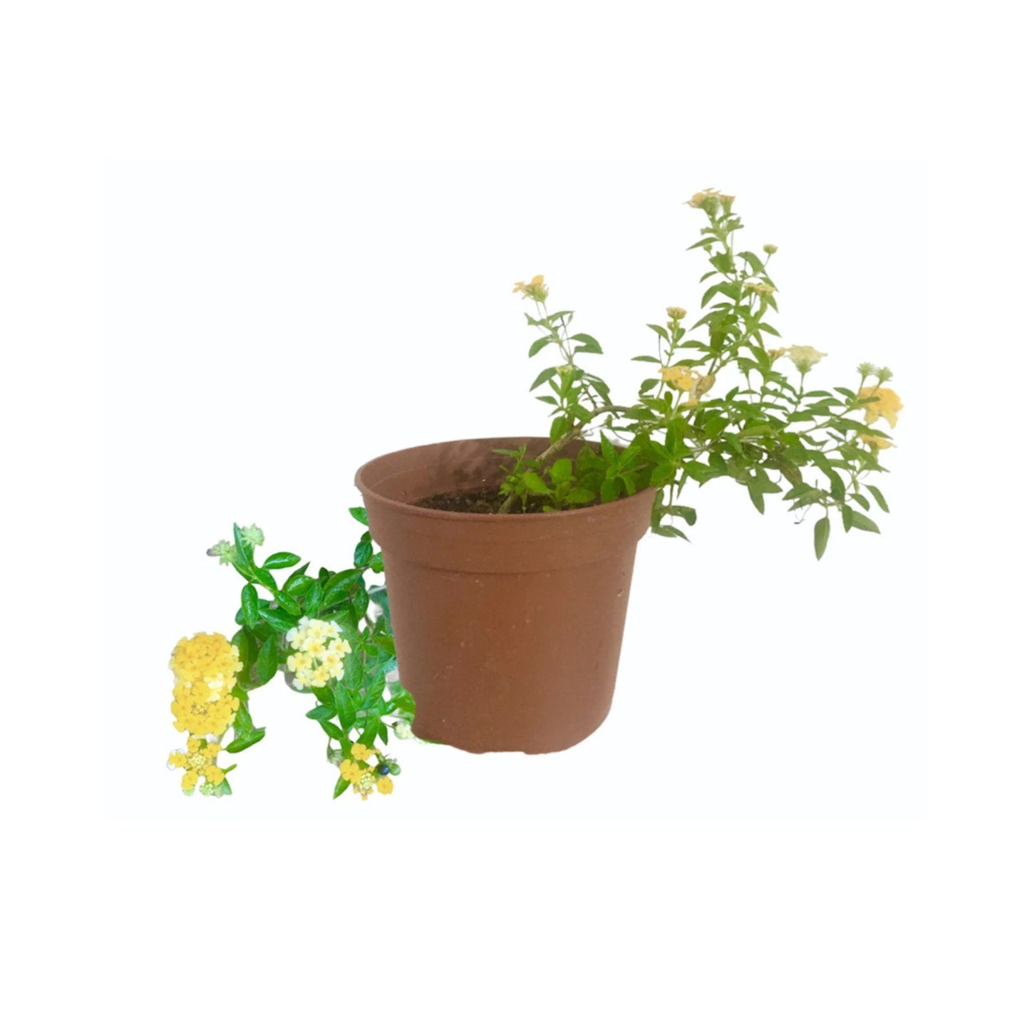 Lakpura Lantana Pflanze