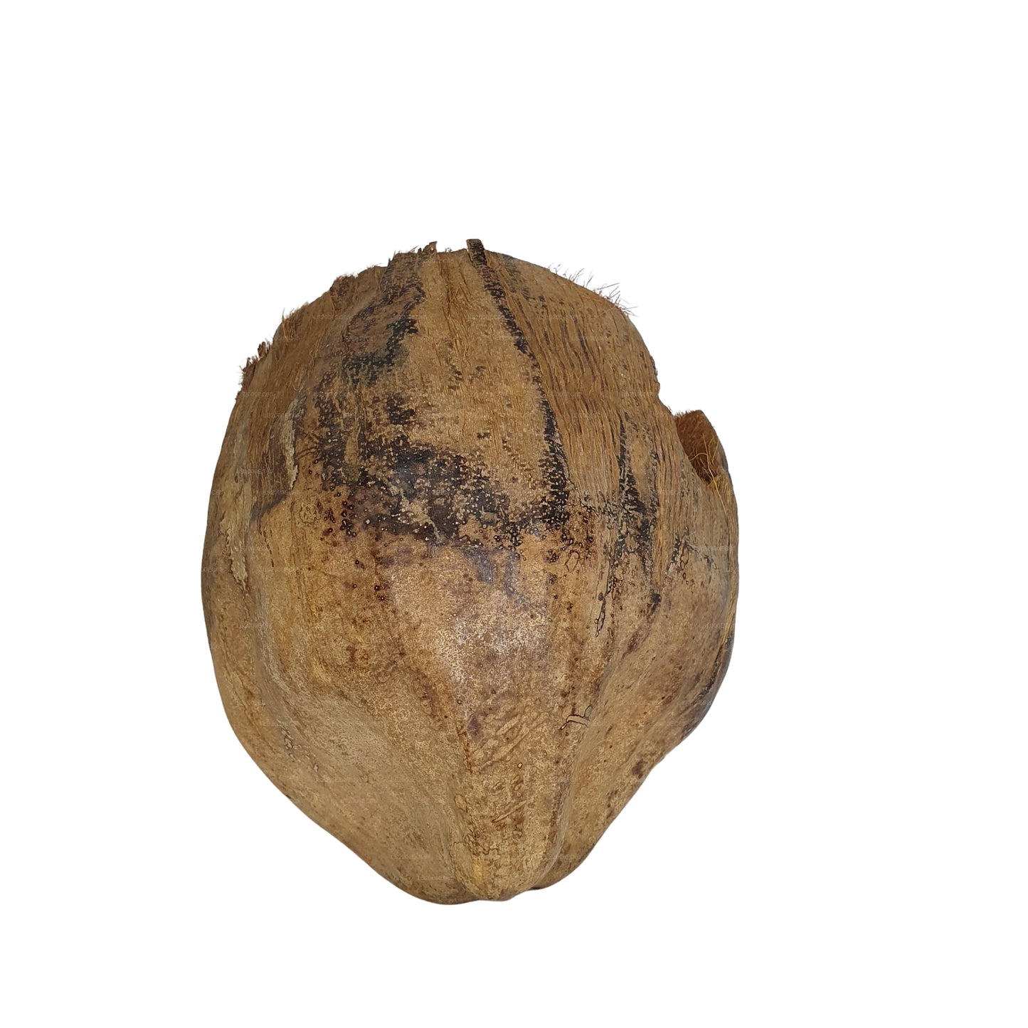 Bivenro Natural 3/4 Kakaoversteck mit Schalenmotiv (freie Größe)
