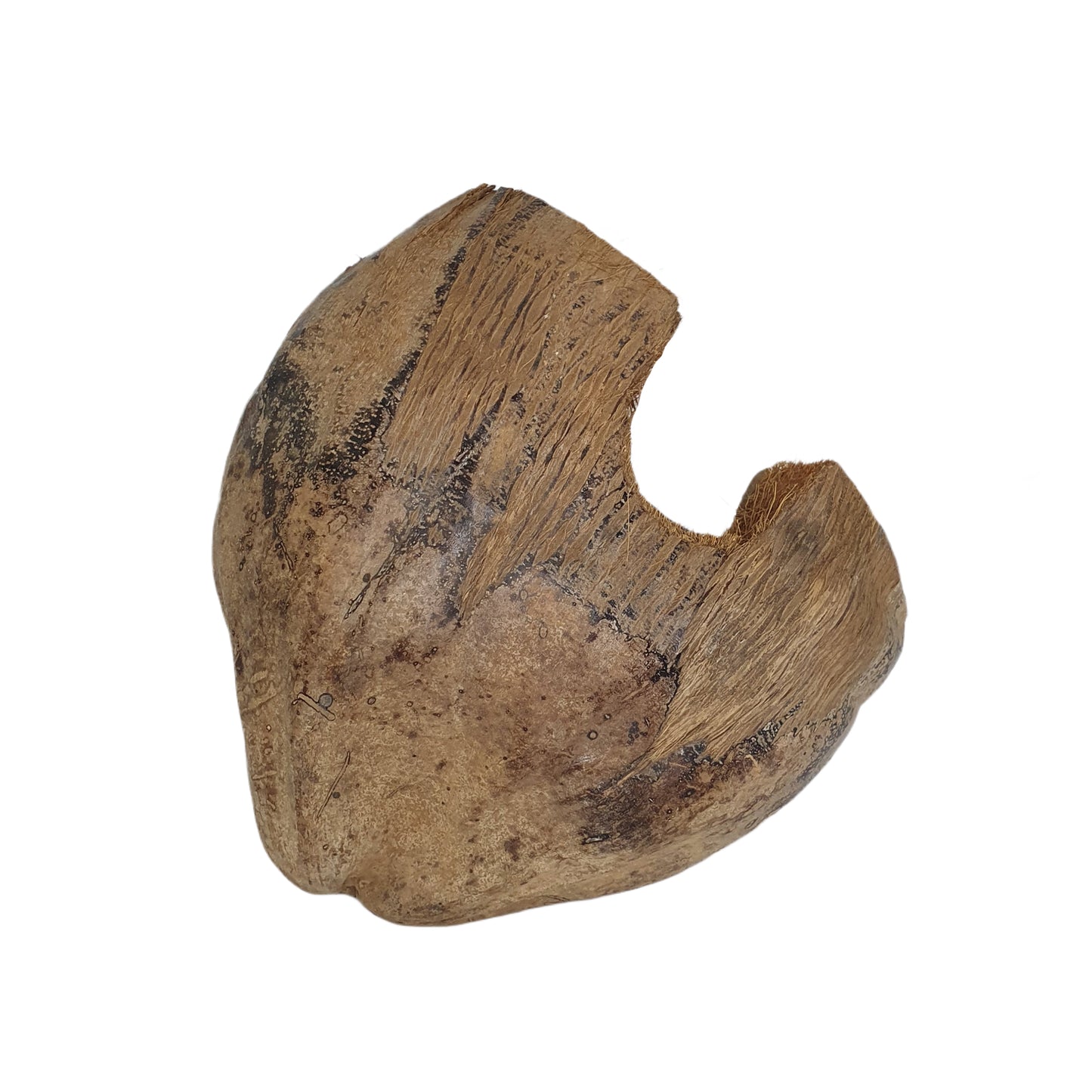 Bivenro Natural 3/4 Kakaoversteck mit Schalenmotiv (freie Größe)