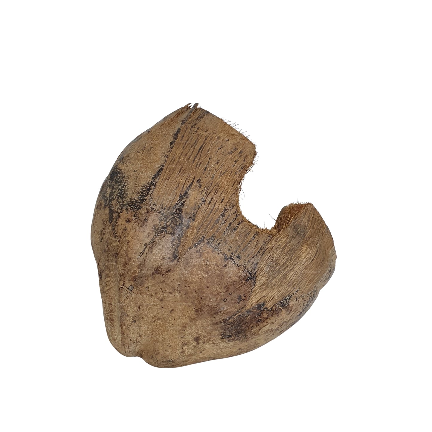 Bivenro Natural 3/4 Kakaoversteck mit Schalenmotiv (freie Größe)