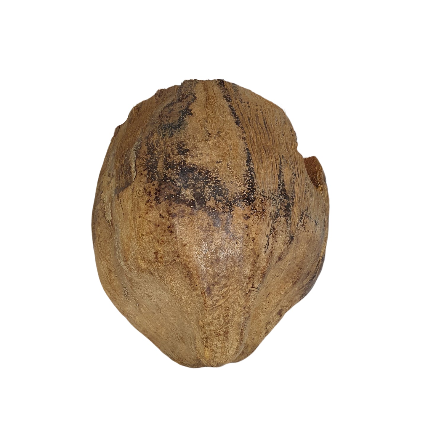 Bivenro Natural 3/4 Kakaoversteck mit Schalenmotiv (freie Größe)