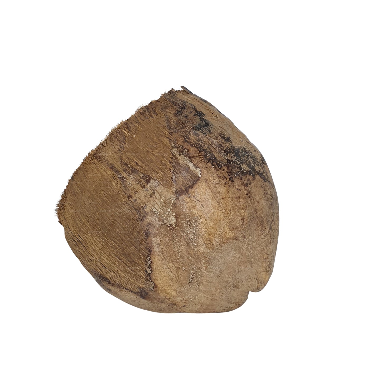 Bivenro Natural 3/4 Kakaoversteck mit Schalenmotiv (freie Größe)