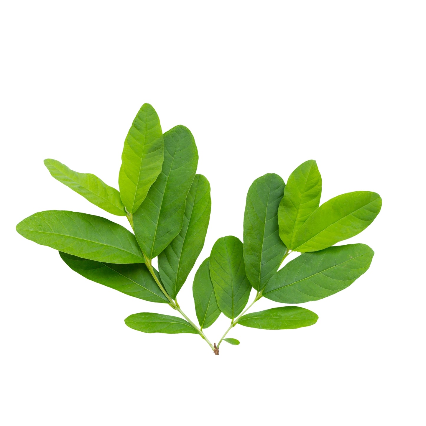 Ransaru Wildcrafted Dehydrated Guava Leaves Pack 