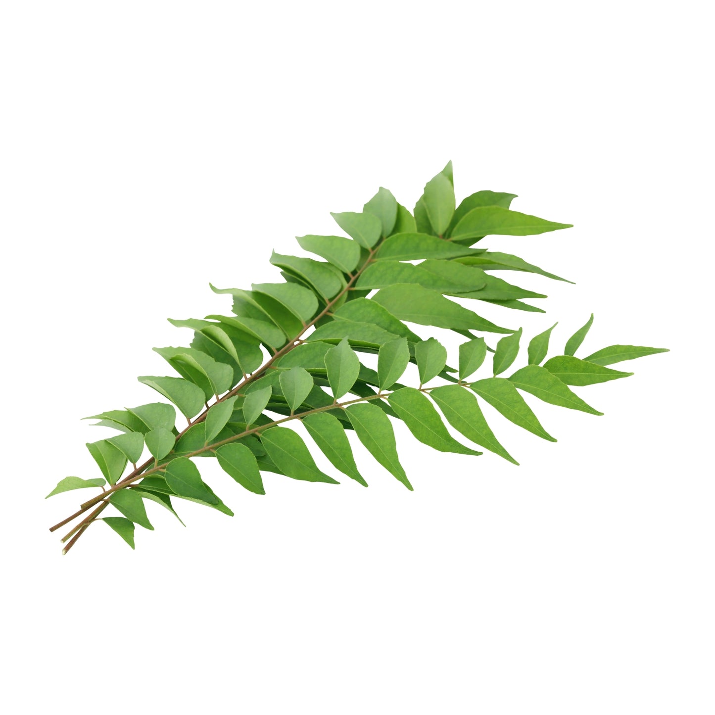 Ransaru Wildcrafted Dehydrated Curry Leaves Pack 
