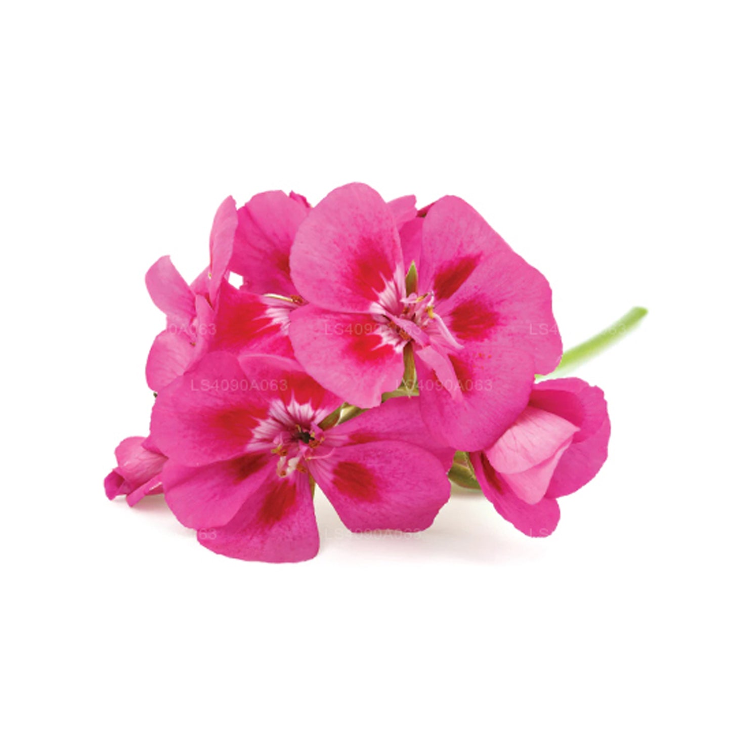 Lakpura Geranium Ätherisches Öl (15 ml)