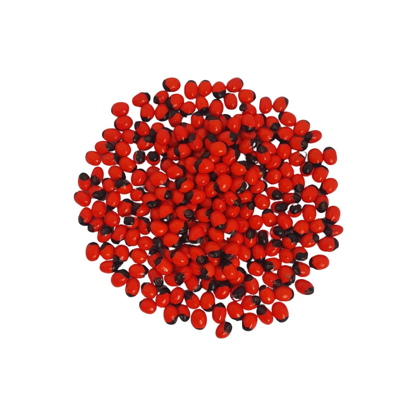 Lakpura® Samen von Olinda (marokkanischer Abrus)