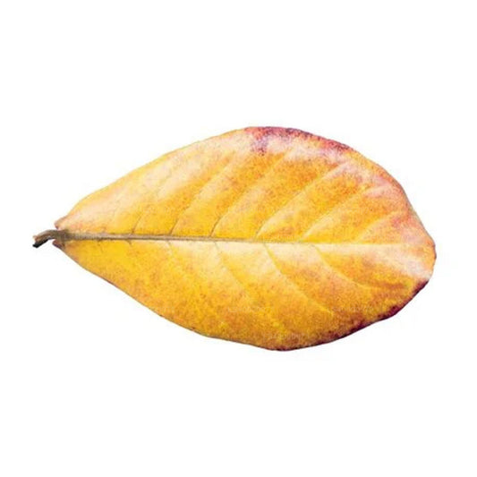 Lakpura Dehydriert (Kottan, Kottamba, indische Mandel) Terminalia catappa 100 Blätter (100 g)