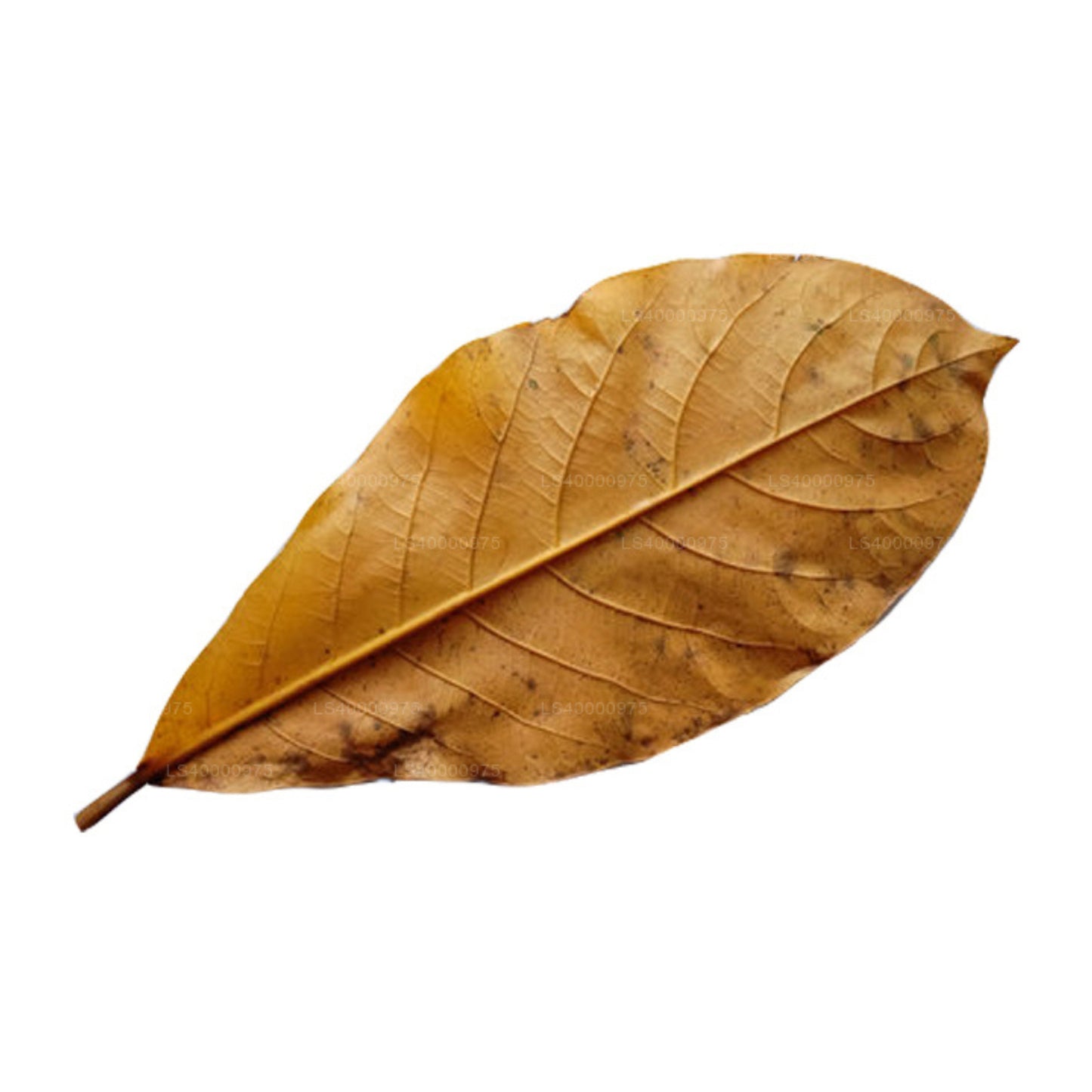 Lakpura Dehydriert (Kottan, Kottamba, indische Mandel) Terminalia catappa 100 Blätter (100 g)