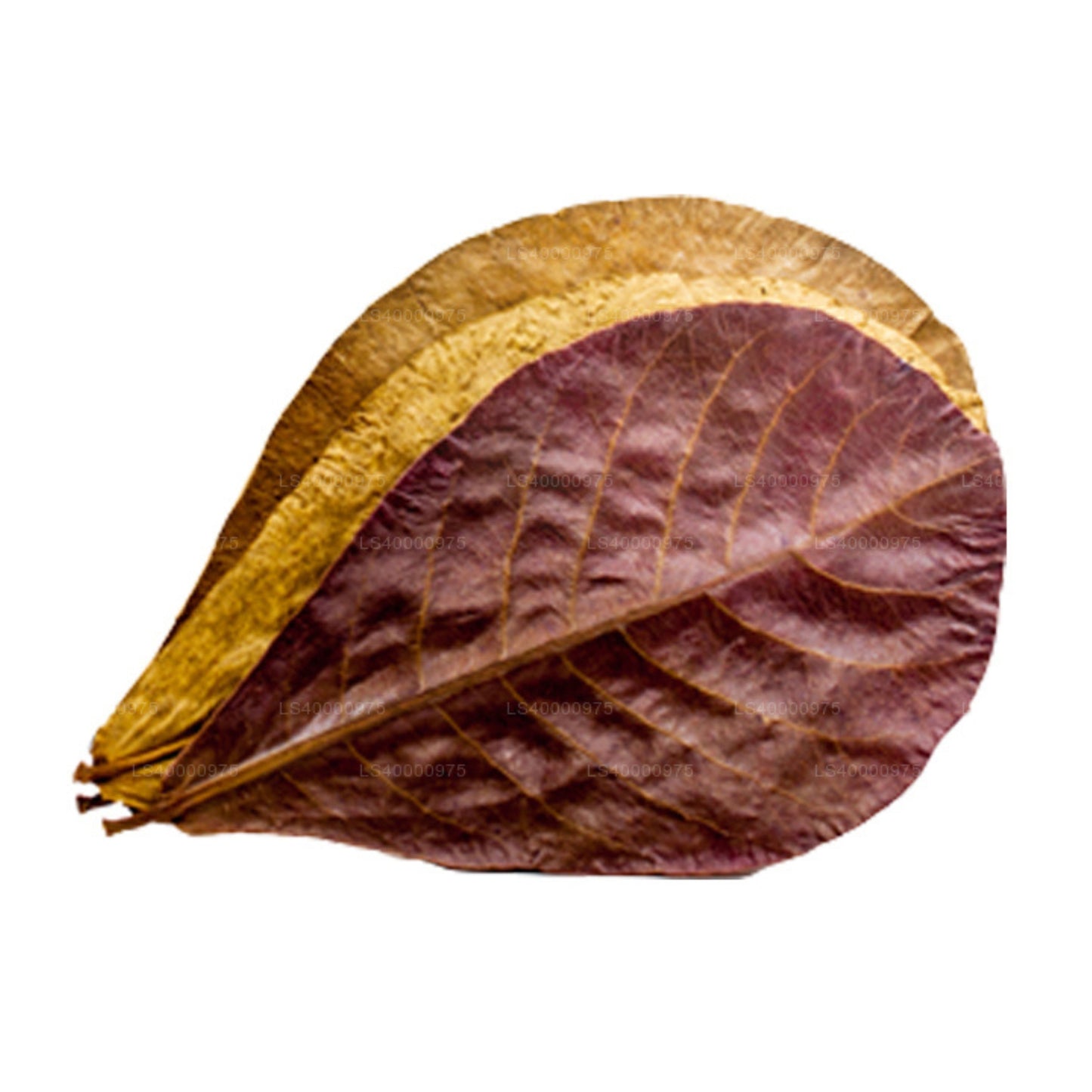 Lakpura Dehydriert (Kottan, Kottamba, indische Mandel) Terminalia catappa 100 Blätter (100 g)