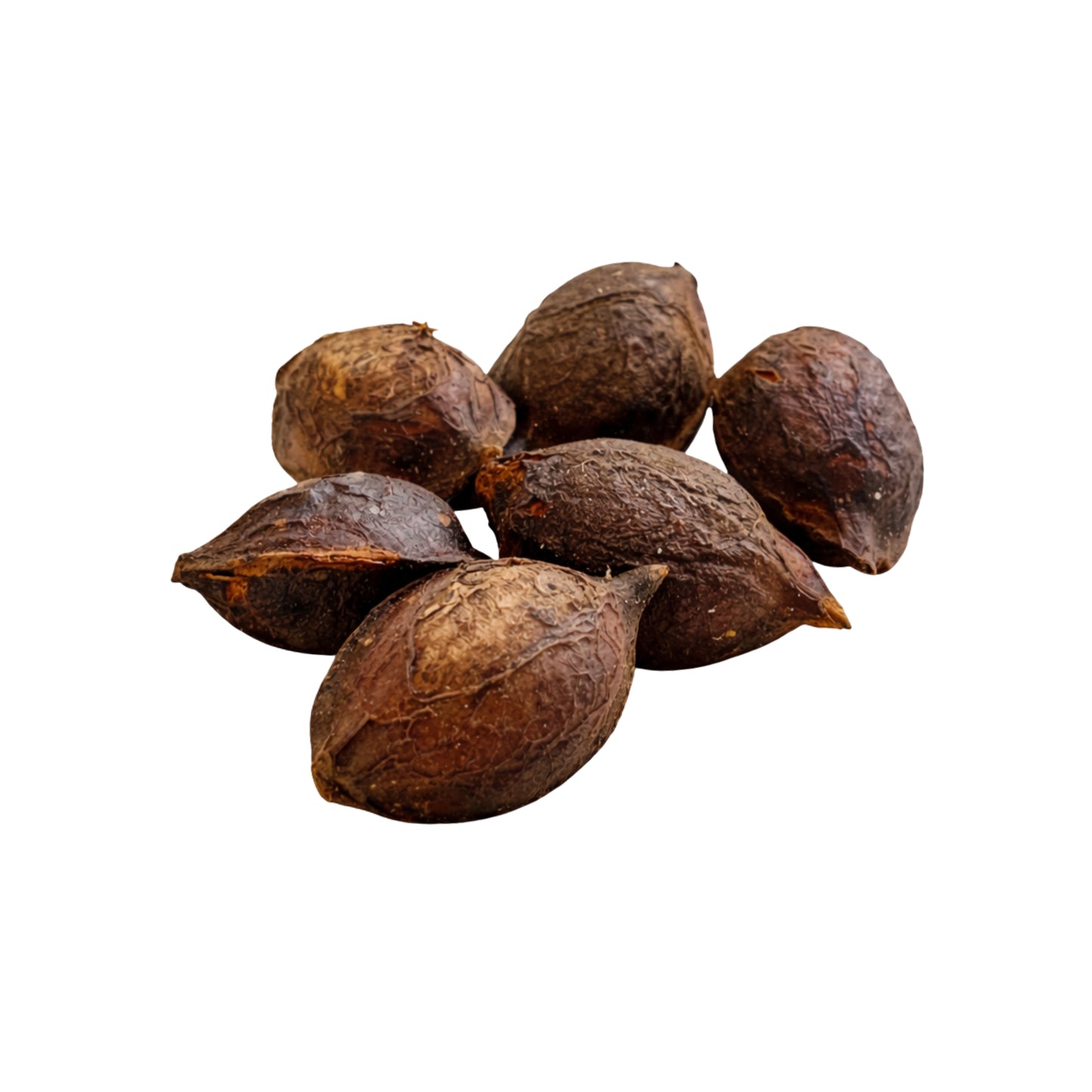 Lakpura® Terminalia Catappa (Kottamba) Ganze Samen